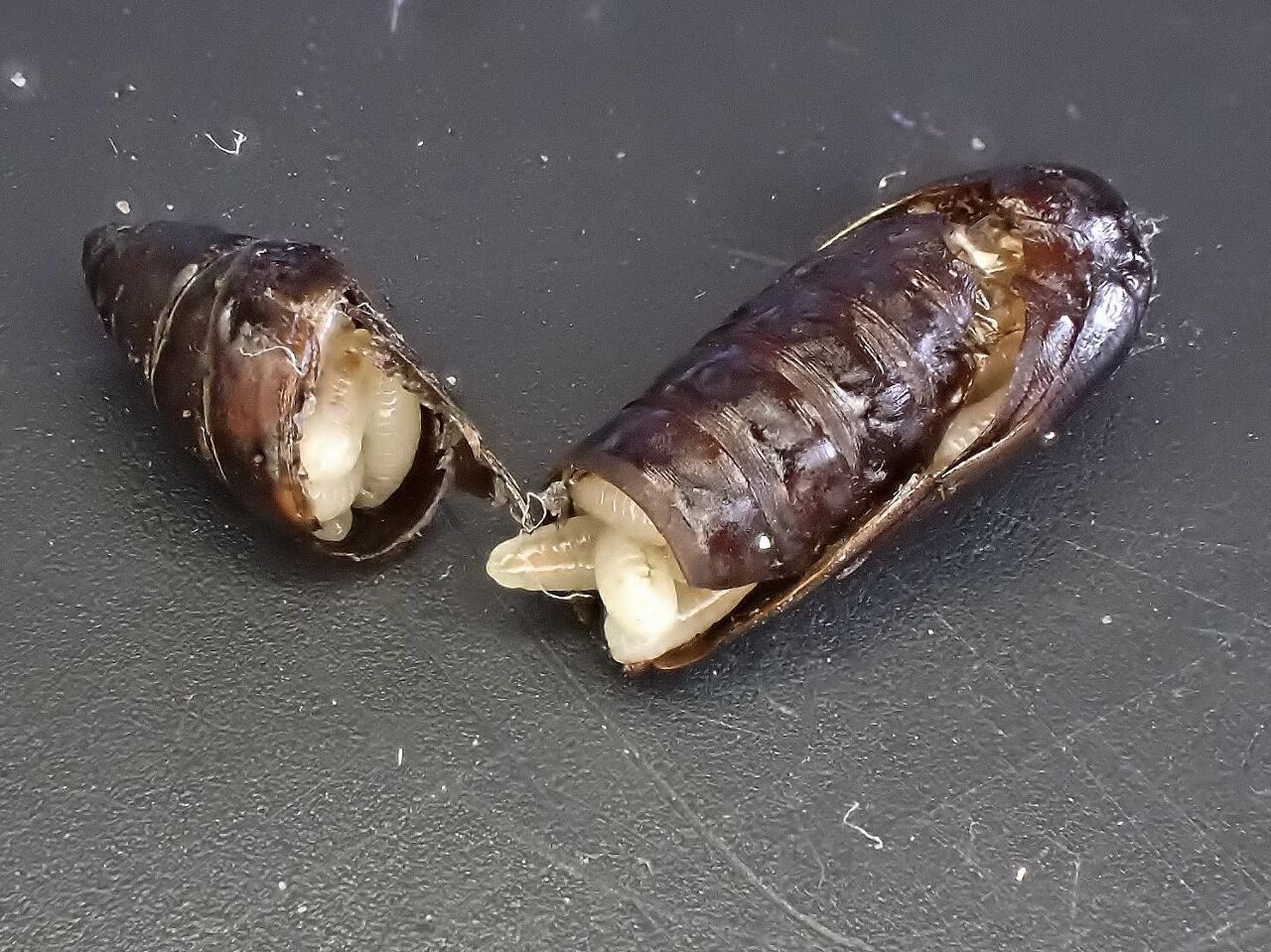 gall moth puparium